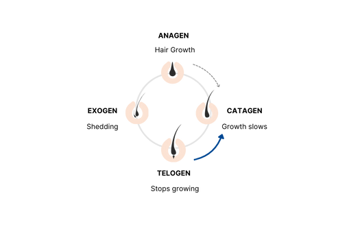 Hair Growth cycle